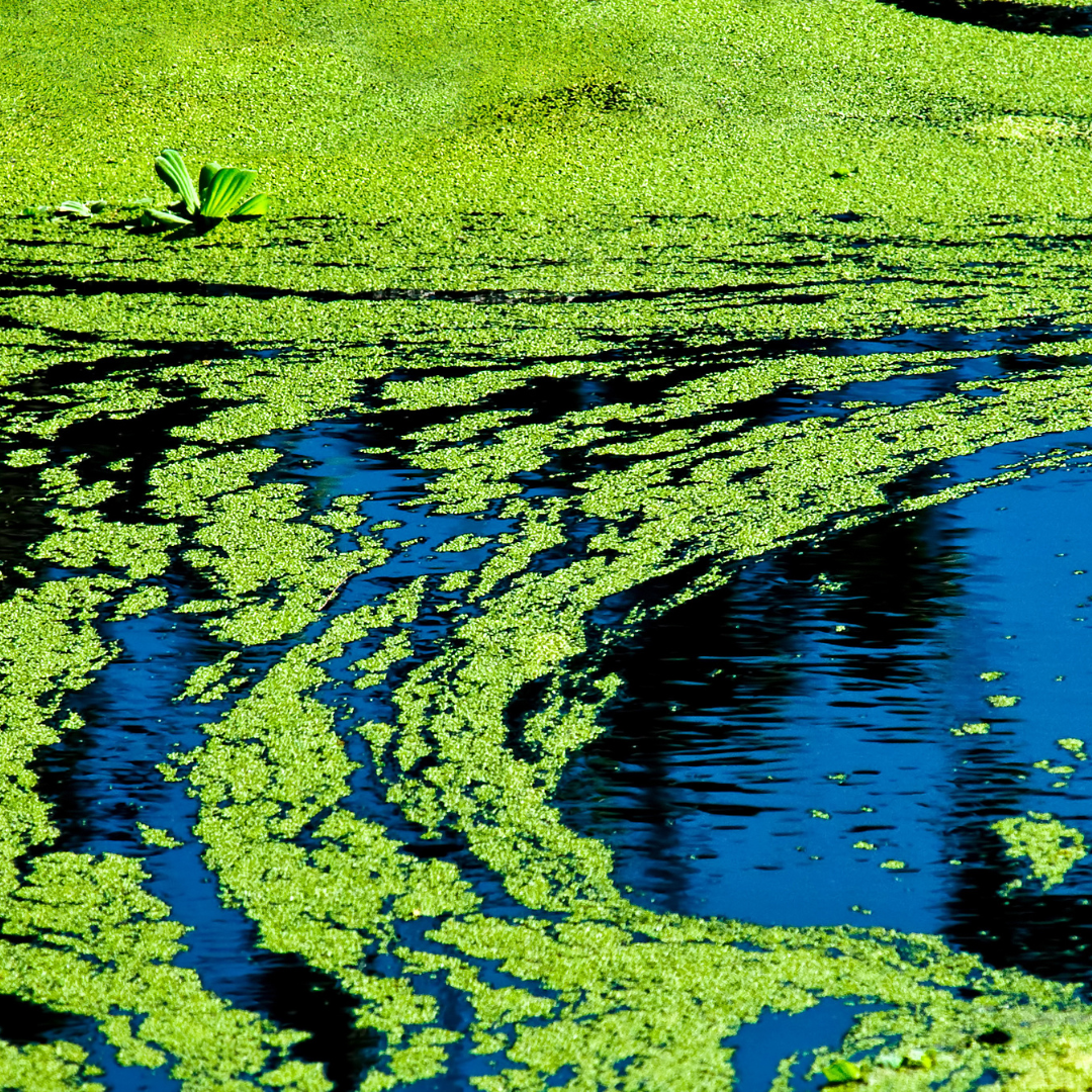 Vegan Omega 3 Capsules